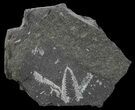 Fossil Graptolites (Didymograptus) - Great Britain #68004-1